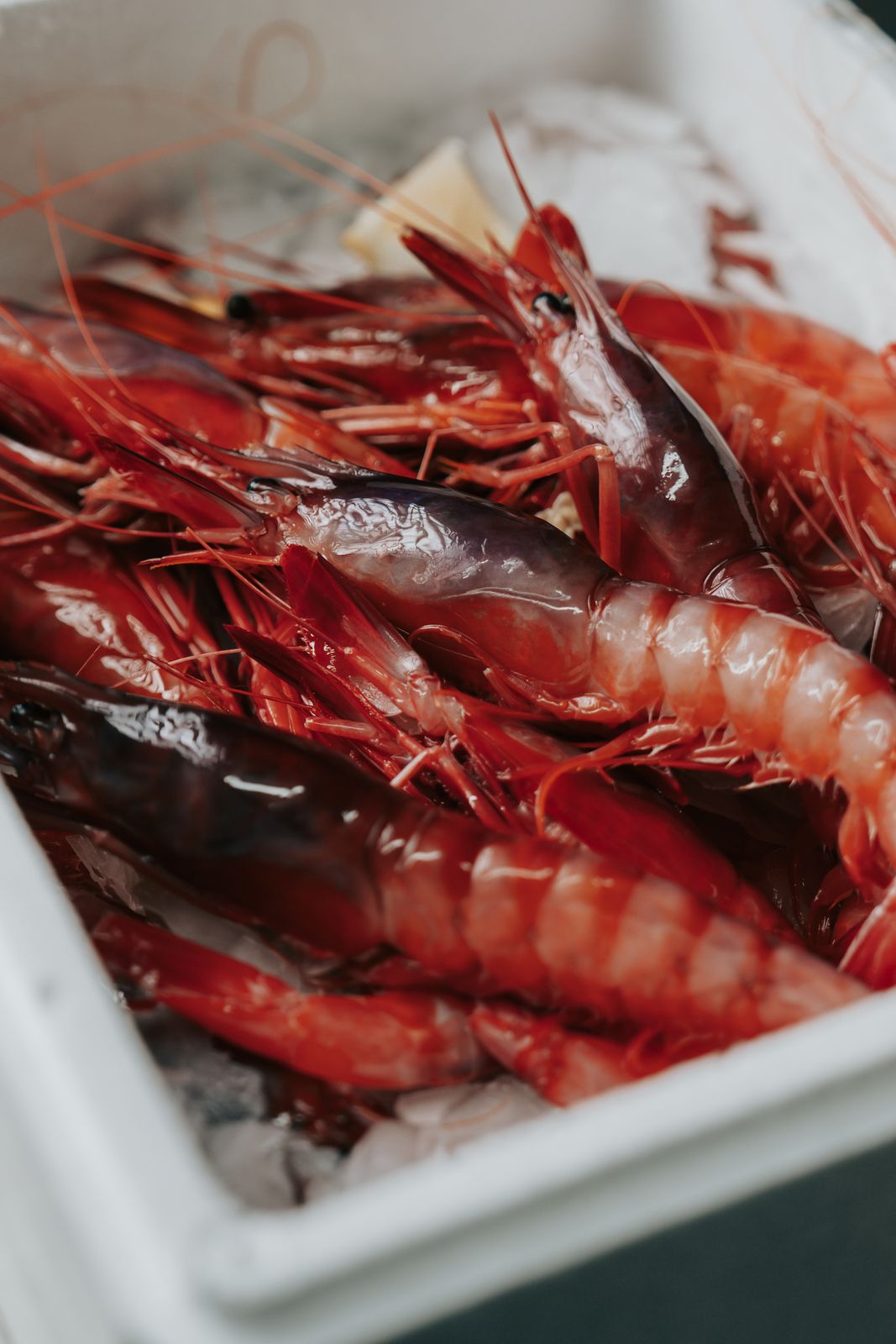 Gamba roja de Garrucha recién llegada de la lonja